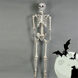 High Quality 40CM Human Anatomical Anatomy Skeleton Model Medical Learn Aid Anatomy human skeletal model Wholesale Retail