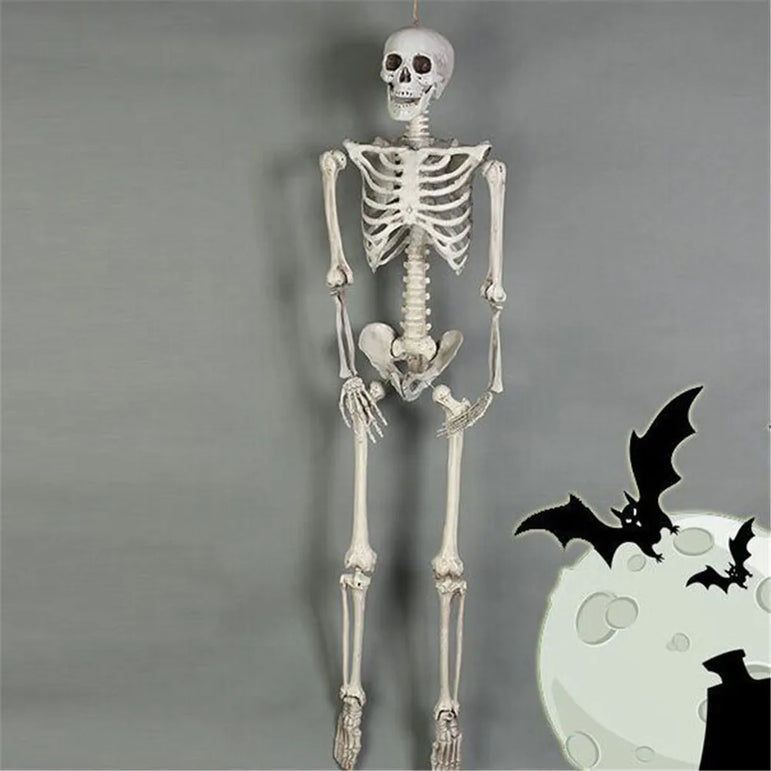 High Quality 40CM Human Anatomical Anatomy Skeleton Model Medical Learn Aid Anatomy human skeletal model Wholesale Retail