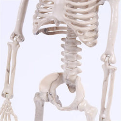 High Quality 40CM Human Anatomical Anatomy Skeleton Model Medical Learn Aid Anatomy human skeletal model Wholesale Retail