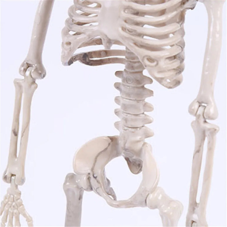 High Quality 40CM Human Anatomical Anatomy Skeleton Model Medical Learn Aid Anatomy human skeletal model Wholesale Retail