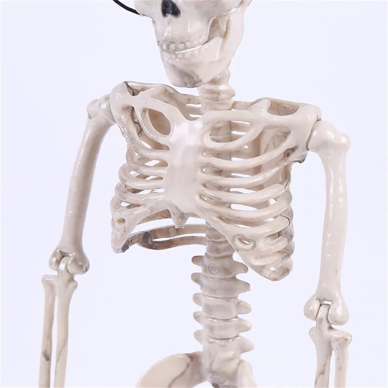 High Quality 40CM Human Anatomical Anatomy Skeleton Model Medical Learn Aid Anatomy human skeletal model Wholesale Retail